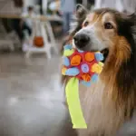 Dog Chew Toy Balls - Image 4