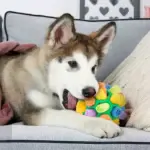Dog Chew Toy Balls - Image 5