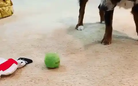 Pet playing with ball
