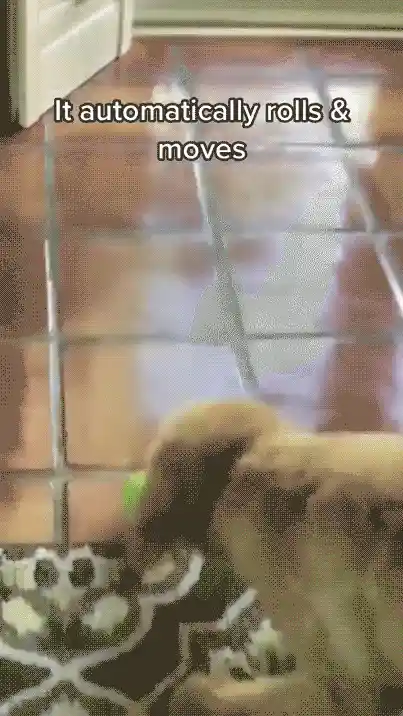 Pet enjoying rolling ball