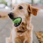 Anti-Stress Moving Ball For Pet - Image 2