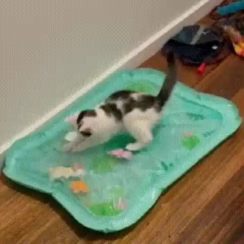 Cat playing with toy