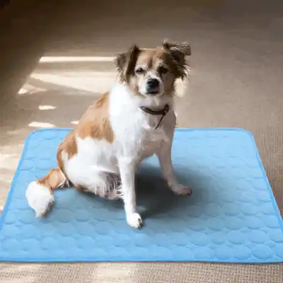 Illustration of pet using cooling mat