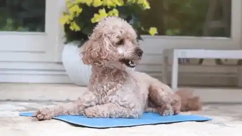 How cooling mat functions